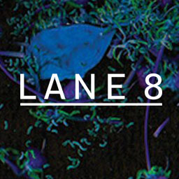 Lane 8